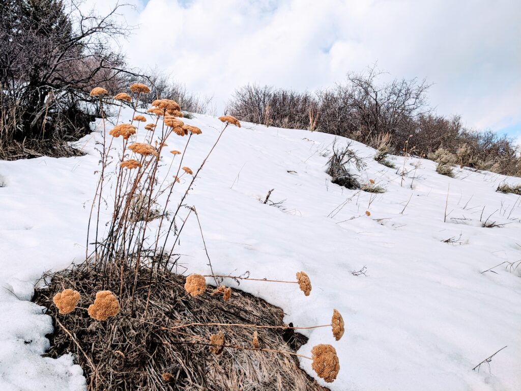 Flowers in snow